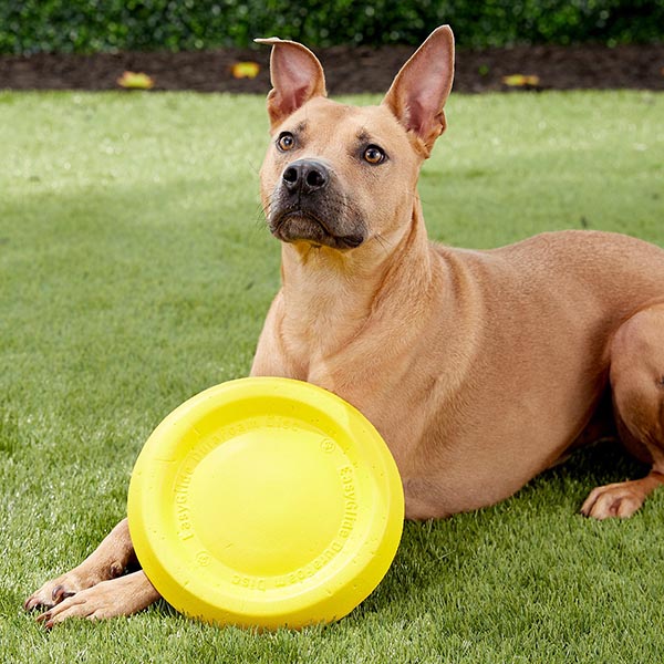 Durafoam dog frisbee hotsell